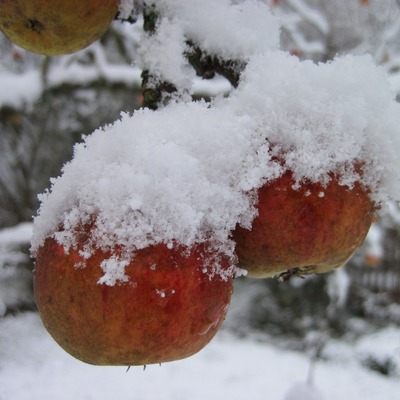 Box apple tree 1304850 1280