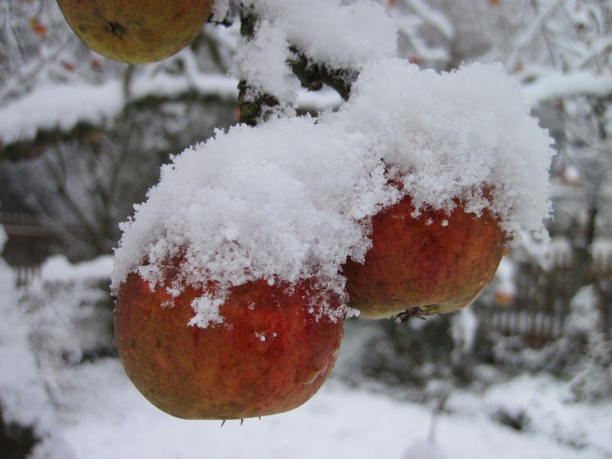 Twelvehundred apple tree 1304850 1280