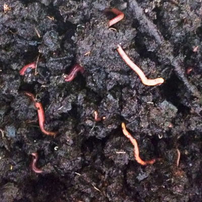 Box worms1