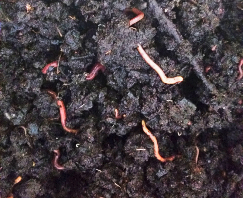Worms1