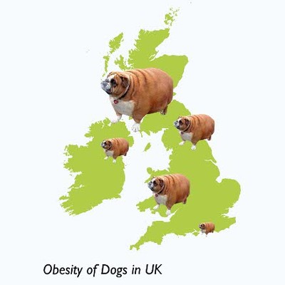 Box obesity of dogs in uk 660x440