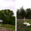 Thumb the geese have arrived