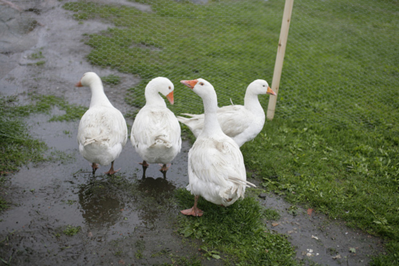 Standard geese2