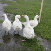 Thumb geese2