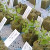 Thumb botanical gardens seeds windowfarms finland shoots 02