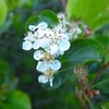 Thumb 2010 06 28 aronia plantation bartaku 09