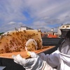 Thumb urban apiary credit annemie maes