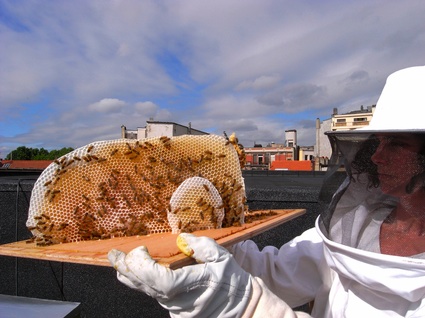 Urban apiary credit annemie maes