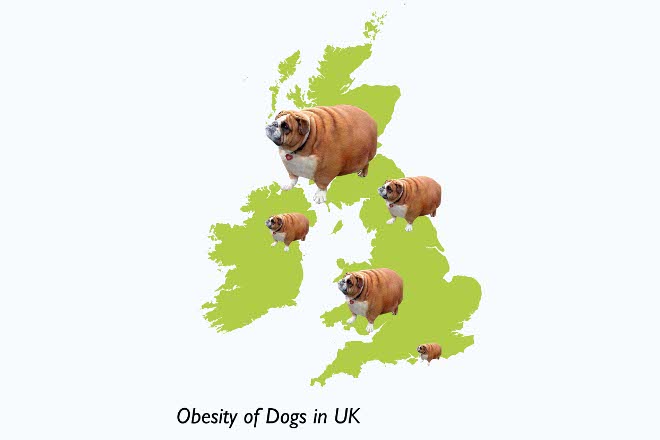 Obesity of dogs in uk 660x440