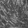 Thumb research muscle project myotubes 660x440