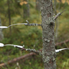 Thumb spoon tree mg 1232